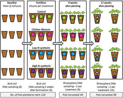 Rhizosphere Bacterial Communities Differ According to Fertilizer Regimes and Cabbage (Brassica oleracea var. capitata L.) Harvest Time, but Not Aphid Herbivory